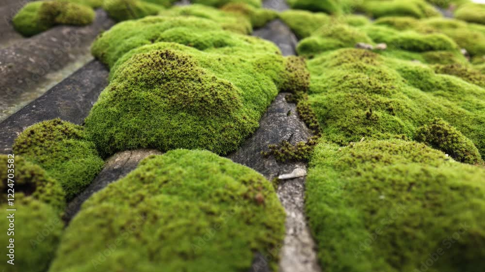 Shallow focus of a large moss section on a cottage roof. In constant shade, a high degree of dampness and roof damage is present.
