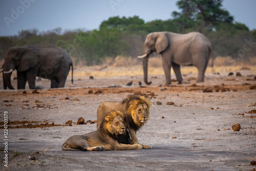 Two magnificent male lions (Panthera leo) with elephants in the background at a waterhole in Savute, Chobe game reserve, Botswana. photo