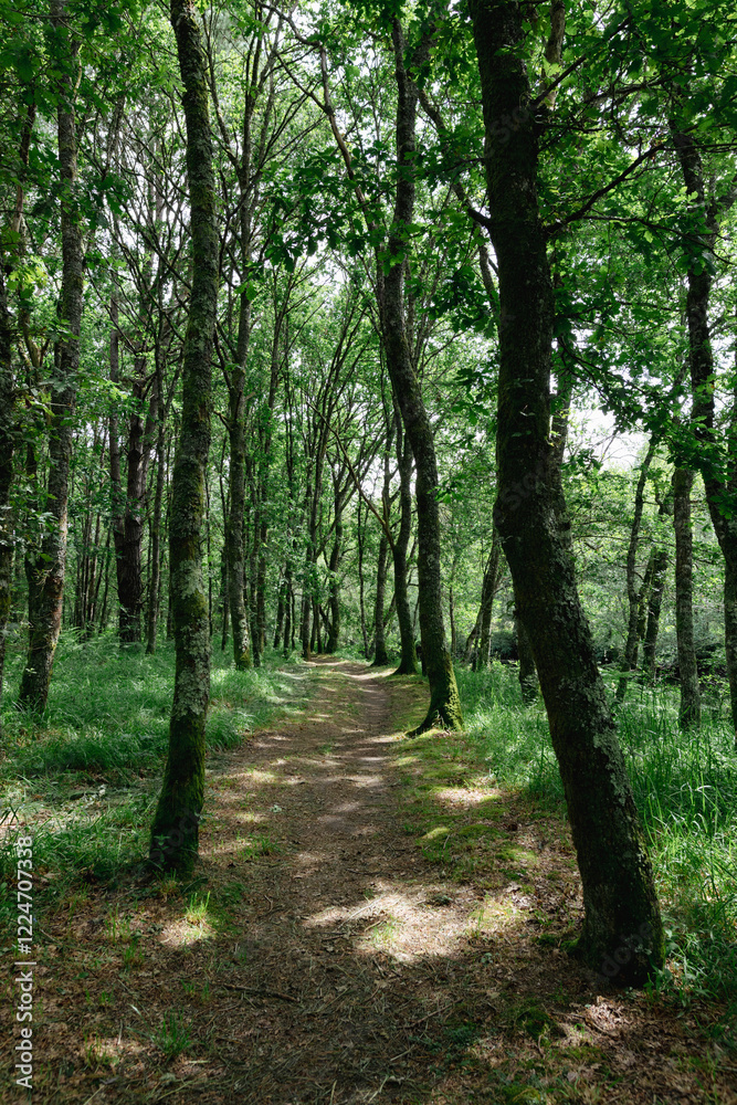 The Parga River as it passes through Guitiriz. Riverside forest. Atlantic forest. Forest in Galicia. Path, pedestrian path. The Parga River as it passes through Guitiriz. Riverside forest. Atlantic forest. Forest in Galicia. Path, pedestrian path.
