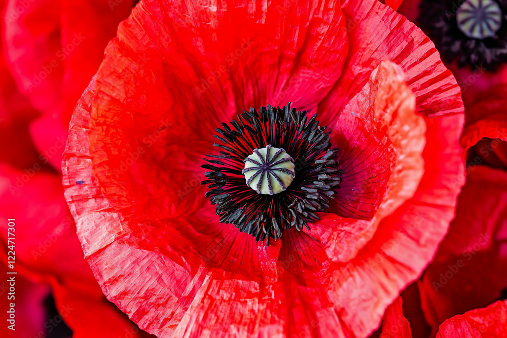 Close-up of vibrant red poppy flowers showcasing intricate petal textures and contrasting black centers