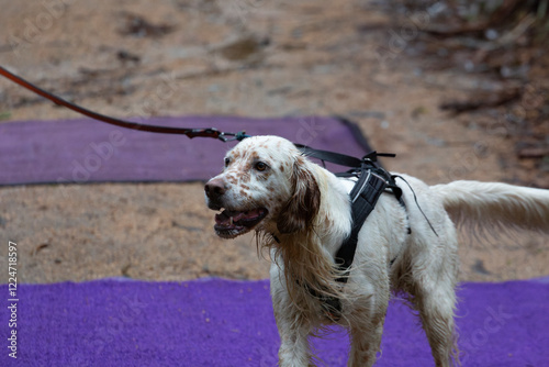 A setter dog in harness running in a mushing race