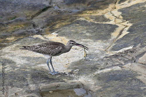 チュウシャクシギ Whimbrel photo