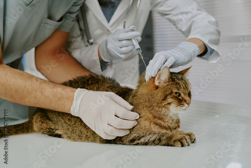 Veterinary professionals administering a vaccination for a calm tabby cat. Cat sitting patiently on examination table while receiving care from attentive veterinarians photo