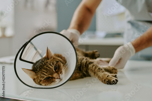 Veterinarian examining the cat wearing cone on examination table, ensuring health and wellbeing of the feline patient. Veterinary care being provided to the cat