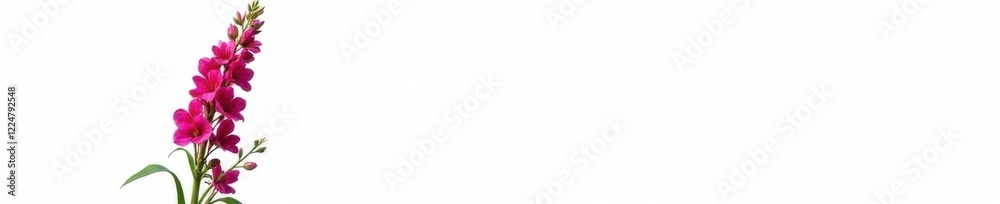 Tall stem with bright pink flowers of snapdragon Antirrhinum majus isolated on white background, plant, flower Tall stem with bright pink flowers of snapdragon Antirrhinum majus isolated on white background, plant, flower
