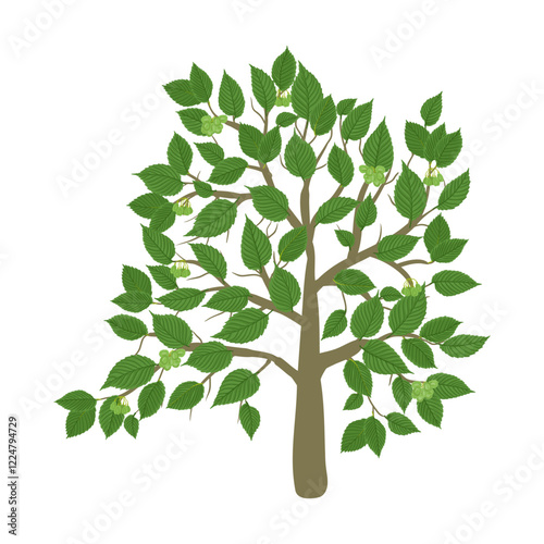 vector drawing elm tree with seeds and green leaves isolated at white background, hand drawn illustration