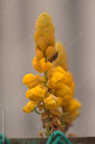 Close-up of a Yellow Senna Alata (Candle Bush) Flower with an Ant