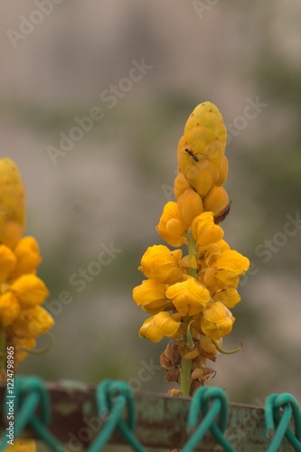 Close-up of a Yellow Senna Alata (Candle Bush) Flower with an Ant