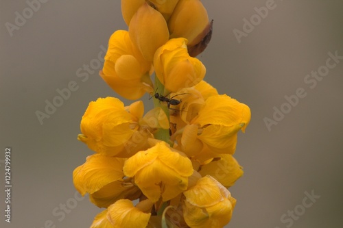 Close-up of a Yellow Senna Alata (Candle Bush) Flower with an Ant