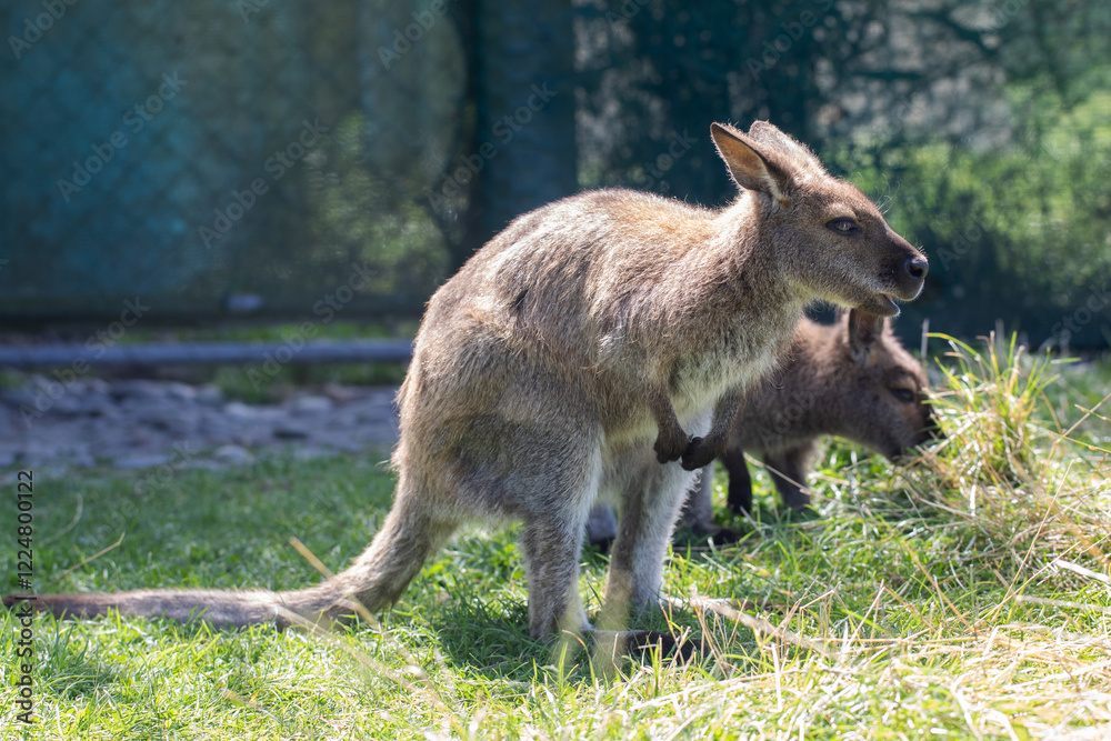 Cute fluffy wallaby in the park. Marsupial mammals. Australia Cute fluffy wallaby in the park. Marsupial mammals. Australia