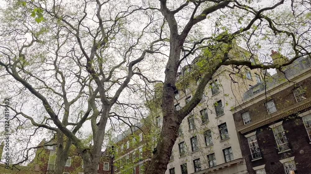 Bottom view of traditional, historical, typical buildings in London. It shows British architectural style.