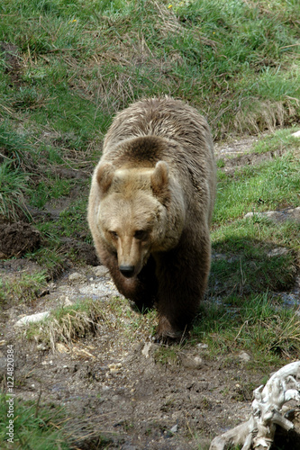 Ours brun, Ursus arctos