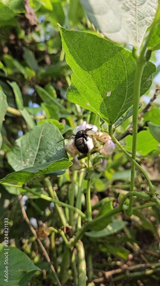 bee on a flower. bee on a flower.