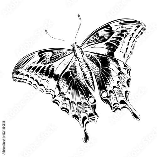 Giant Swallowtail butterfly isolated on White background