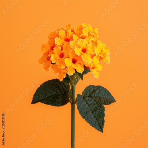 Vibrant Orange Flower on a Bright Background
