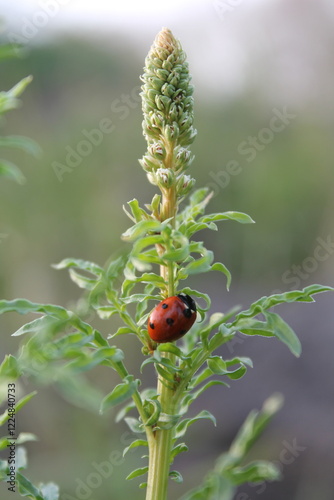coccinella su una pianta