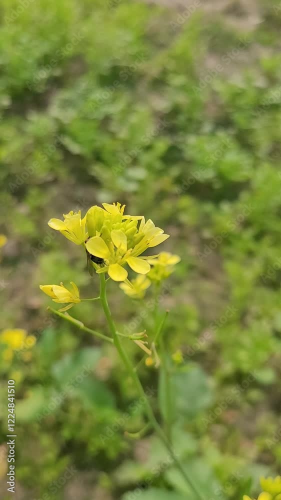 full frame shot of mustard flowers full frame shot of mustard flowers