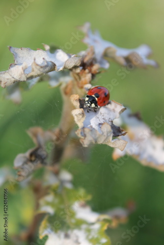 coccinella su foglia