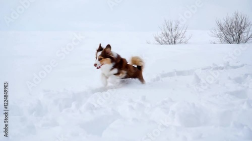 a puppy running in the snow
