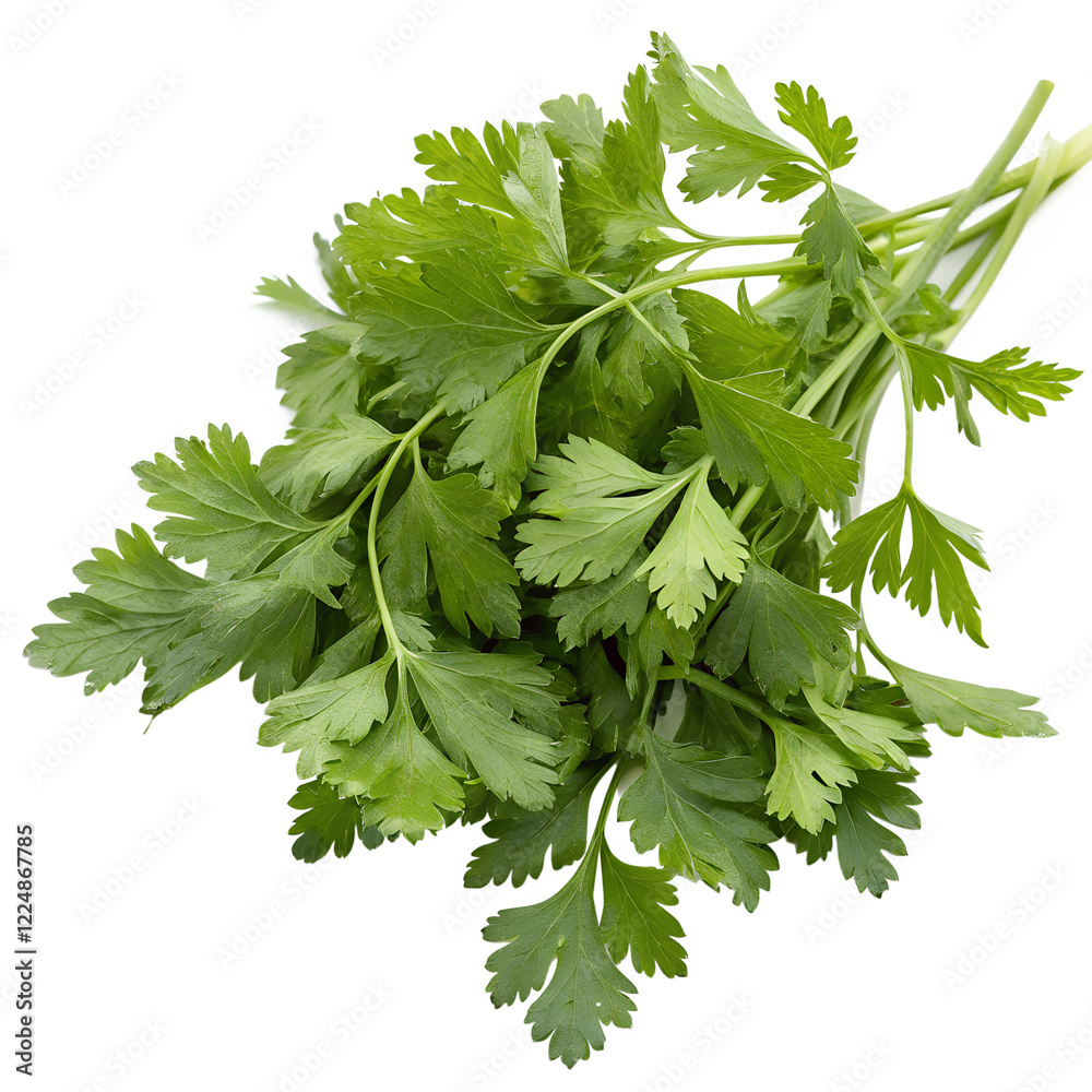 Fototapeta premium Parsley leaf. Parsley isolated on white background.
