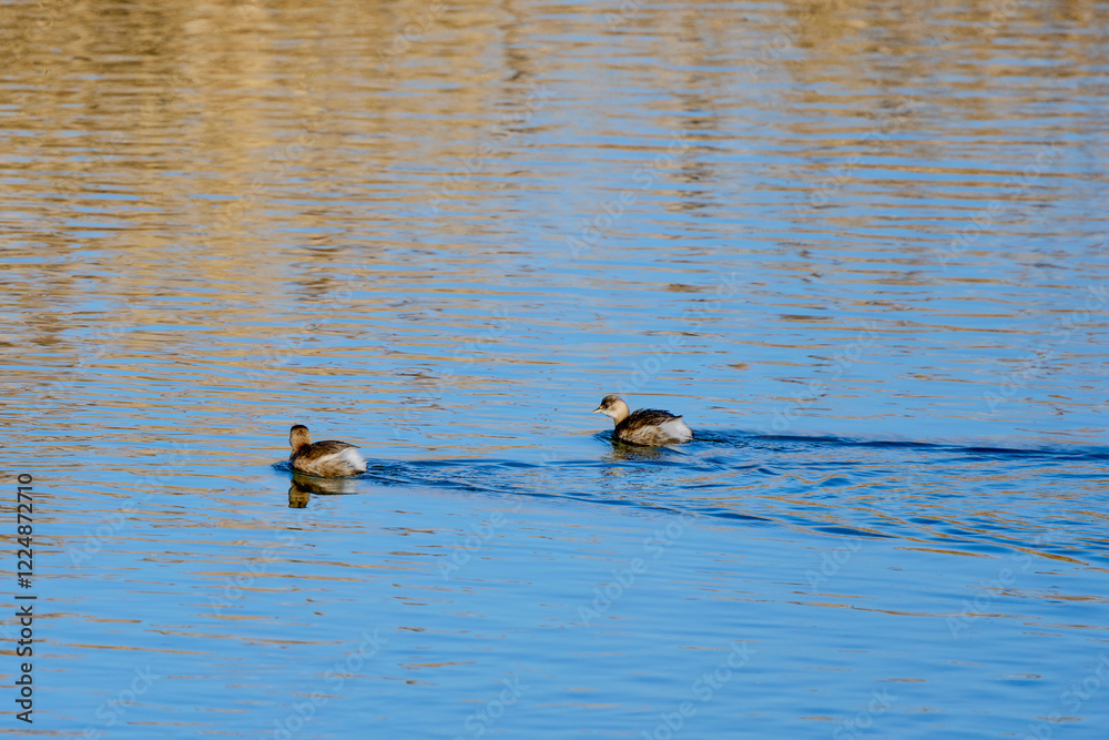 birds on a river on a sunny winter day birds on a river on a sunny winter day