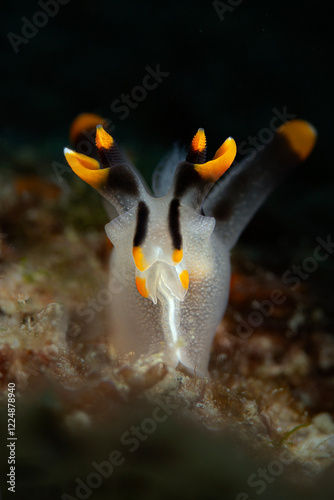 Nudibranchs Thecacera picta. Photo was taken in the island Romblon, Philippines photo