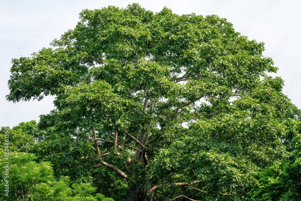 Brazil Nut Tree in Amazon Rainforest A towering Brazil nut tree surrounded by dense tropical greenery. Brazil Nut Tree in Amazon Rainforest A towering Brazil nut tree surrounded by dense tropical greenery.