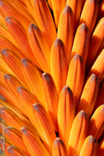 Macro image with natural light of orange aloe ferox flower
