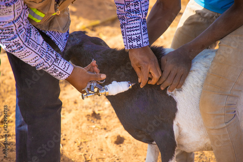 vaccination des moutons contres les maladies 