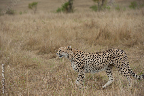 Cheetah roams through its territory