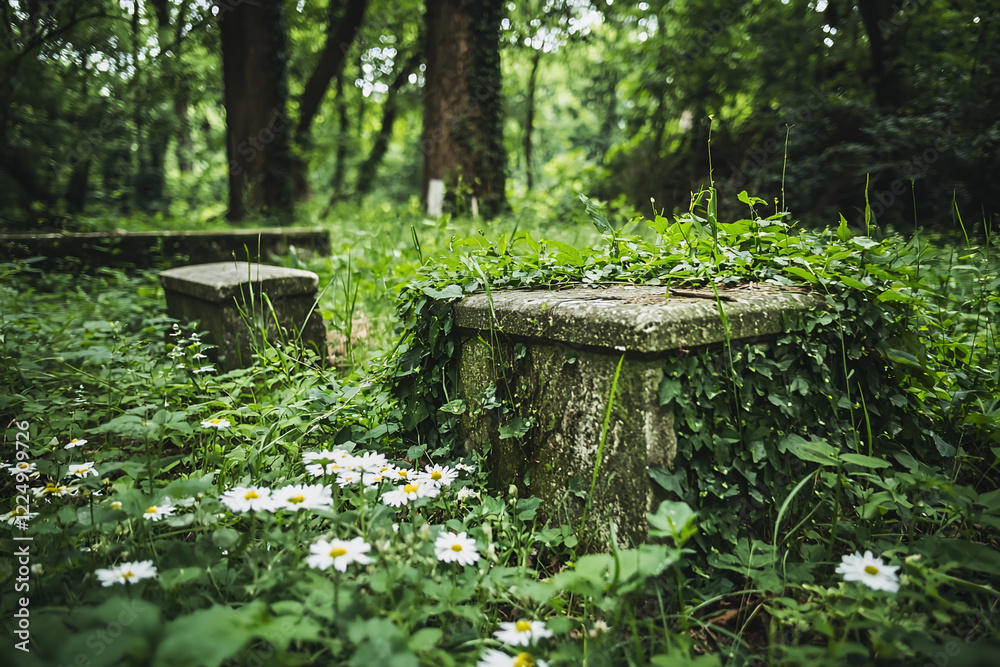 Overgrown stone benches in a lush forest setting, surrounded by wildflowers and greenery Overgrown stone benches in a lush forest setting, surrounded by wildflowers and greenery