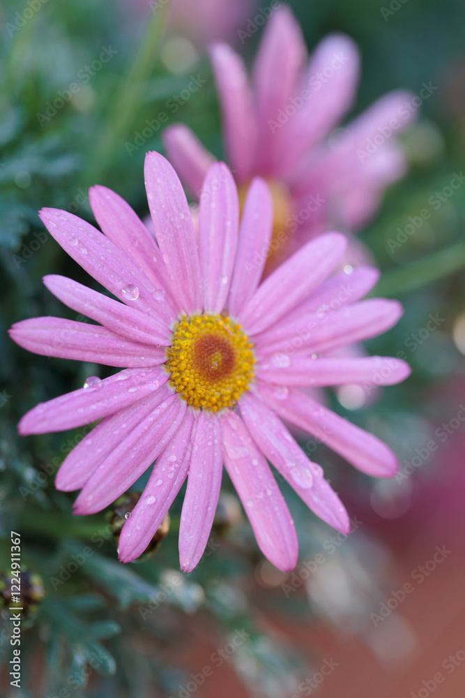 Pink daisy flower showing water droplets after rain shower Pink daisy flower showing water droplets after rain shower