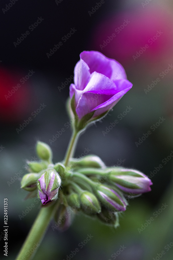 Purple geranium flower blooming with buds in spring garden Purple geranium flower blooming with buds in spring garden