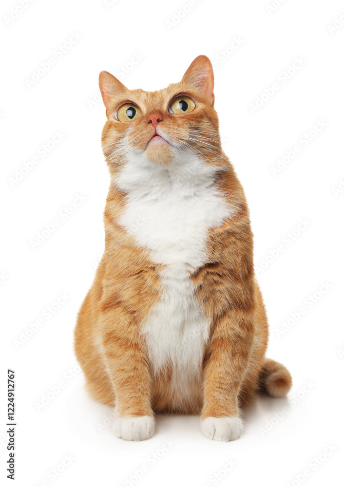 Obraz premium Adorable cat with big eyes on white background. Cute pet