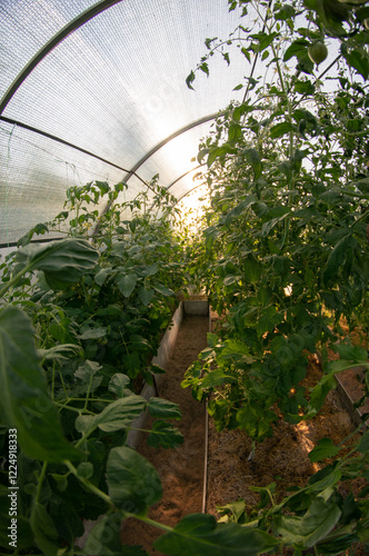 A greenhouse with a curved roof filled with lush green plants growing in soil beds, illuminated by sunlight filtering through the translucent covering