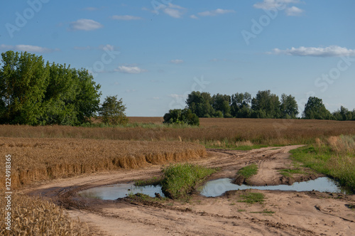 A dirt road with puddles cuts through a wheat field, bordered by green trees under a blue sky with scattered clouds