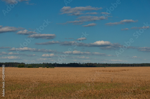 A vast golden field stretches to the horizon under a clear blue sky with scattered clouds, bordered by a distant tree line