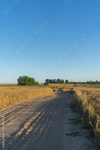 A dirt road runs through golden fields of wheat under a clear blue sky, with green trees in the distance.