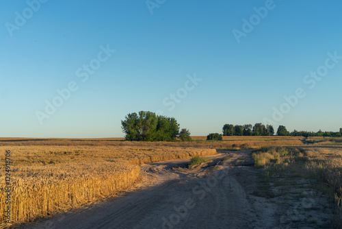A dirt road runs through golden fields of wheat under a clear blue sky, with green trees in the distance.