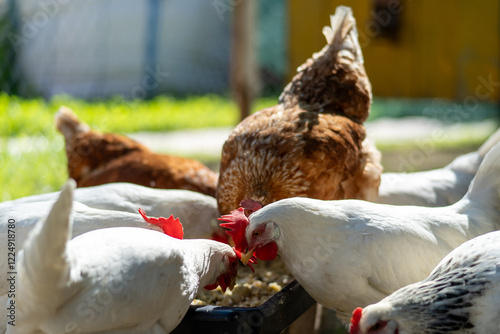 Several chickens, both white and brown, are gathered around a black feeding tray, pecking at the food inside it, in an outdoor