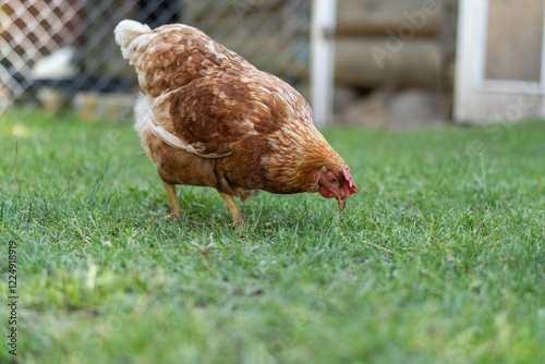 Chicken are pecking at the grass in a fenced area with a blurred background