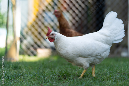 Chicken are pecking at the grass in a fenced area with a blurred background