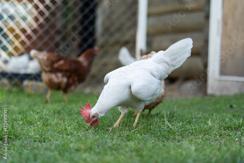 Chicken are pecking at the grass in a fenced area with a blurred background
