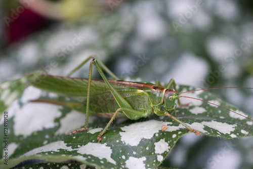 A green katydid with long antennae rests on a green leaf with white spots, blending into its natural environment.