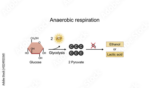 Anaerobic cellular Respiration. Fermentation. Glycolysis. Mitochondria, energy production. Scientific Vector Illustration.