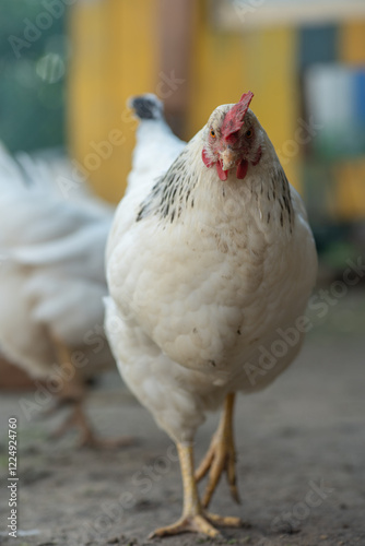 A white chicken with black markings on the neck and a red comb is walking towards the camera, with another chicken partially visible in the background.