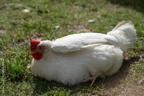 A white chicken with a red comb and wattles is lying on the grass, appearing to rest or sunbathe in a natural outdoor setting