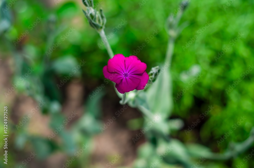 A single deep pink flower blossoms in the center, surrounded by soft-focus green foliage. A single deep pink flower blossoms in the center, surrounded by soft-focus green foliage.
