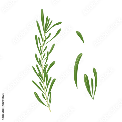 A fresh sprig of rosemary. Seasoning. A sprig of rosemary and its leaves. Flat illustration. Vector