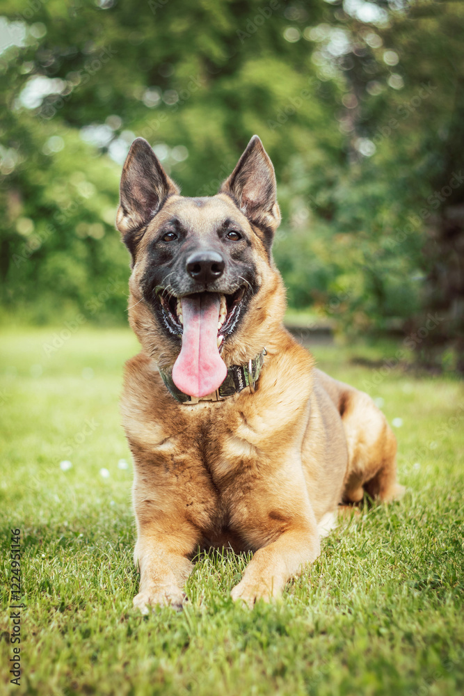 Happy Belgian Malinois Lying on Grass with Tongue Out, Summer Day, Greenery Background Happy Belgian Malinois Lying on Grass with Tongue Out, Summer Day, Greenery Background